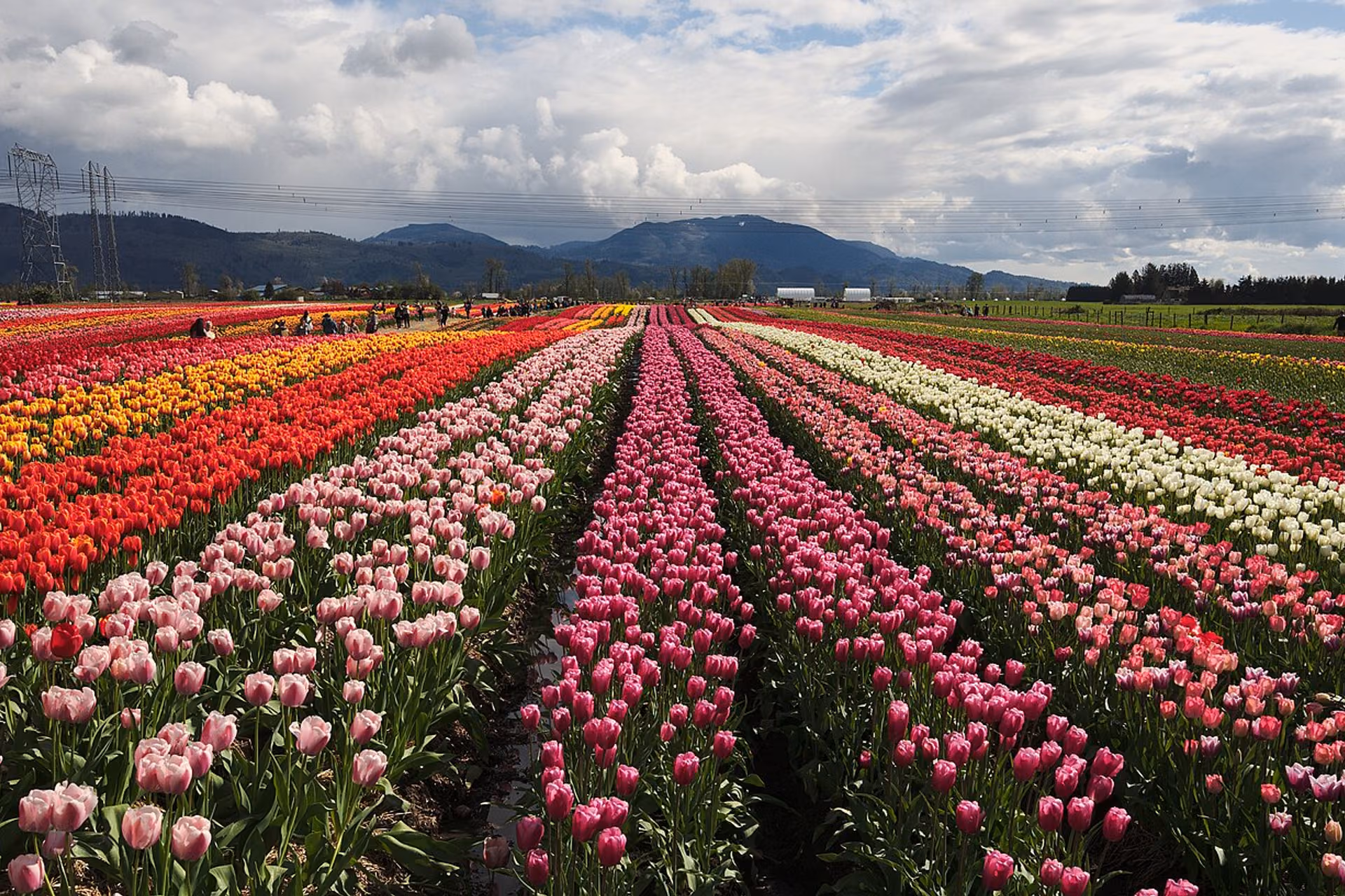 Abbotsford skyline