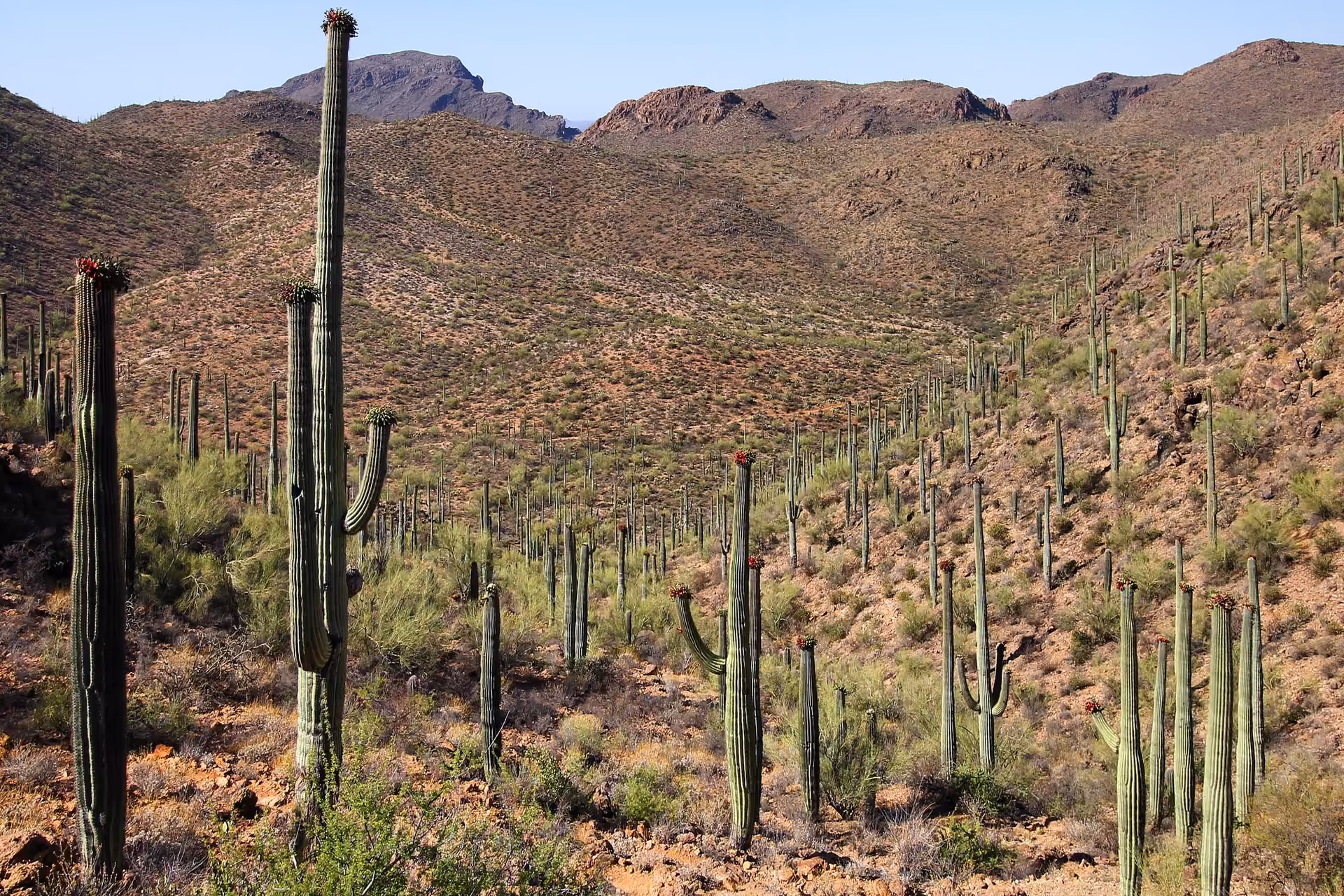 Tucson skyline